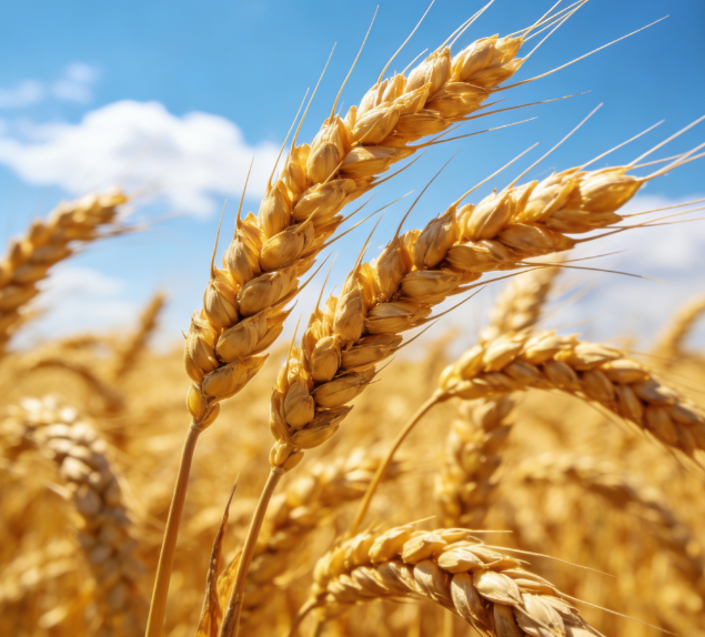 基層糧站缺專業(yè)設備？LD-LZ1熒光定量檢測儀操作簡單易上手